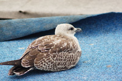 Close-up of bird perching