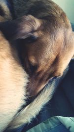 Extreme close up of dog resting
