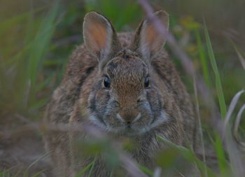Close-up portrait of a rabbit on field