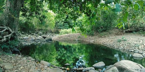 Scenic view of lake in forest