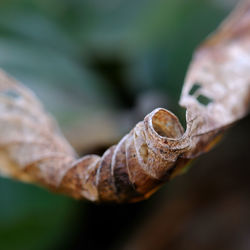 Close-up of plant