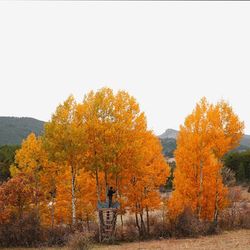 Trees in autumn