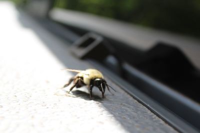 Macro shot of bee