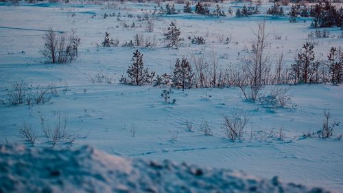 Scenic view of snow covered field