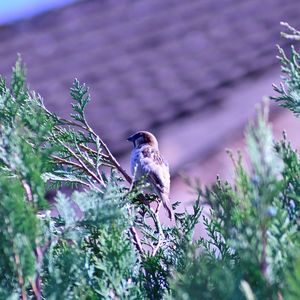 Bird perching on a plant