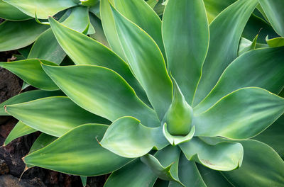 plant