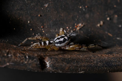 Close-up of spider on wood