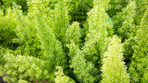 Full frame shot of pine tree