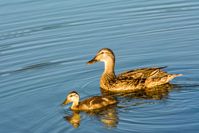 Duck swimming in lake