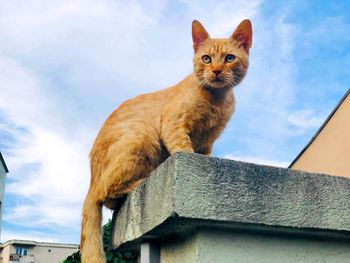 Ginger cat looking like garfield sitting on top of a stone fence