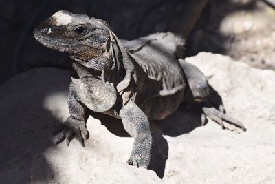 Close-up of lizard on rock