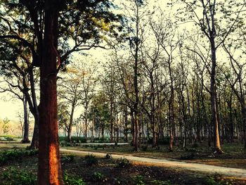 Trees in forest against sky