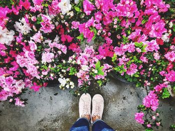 Low section of man standing on pink flowers