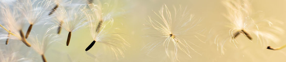 Close-up of dandelion on plant