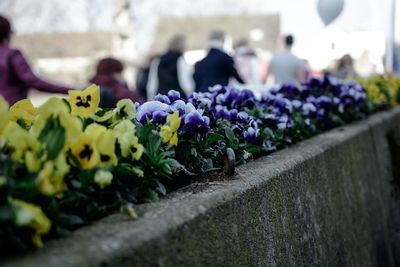 Close-up of purple flowers