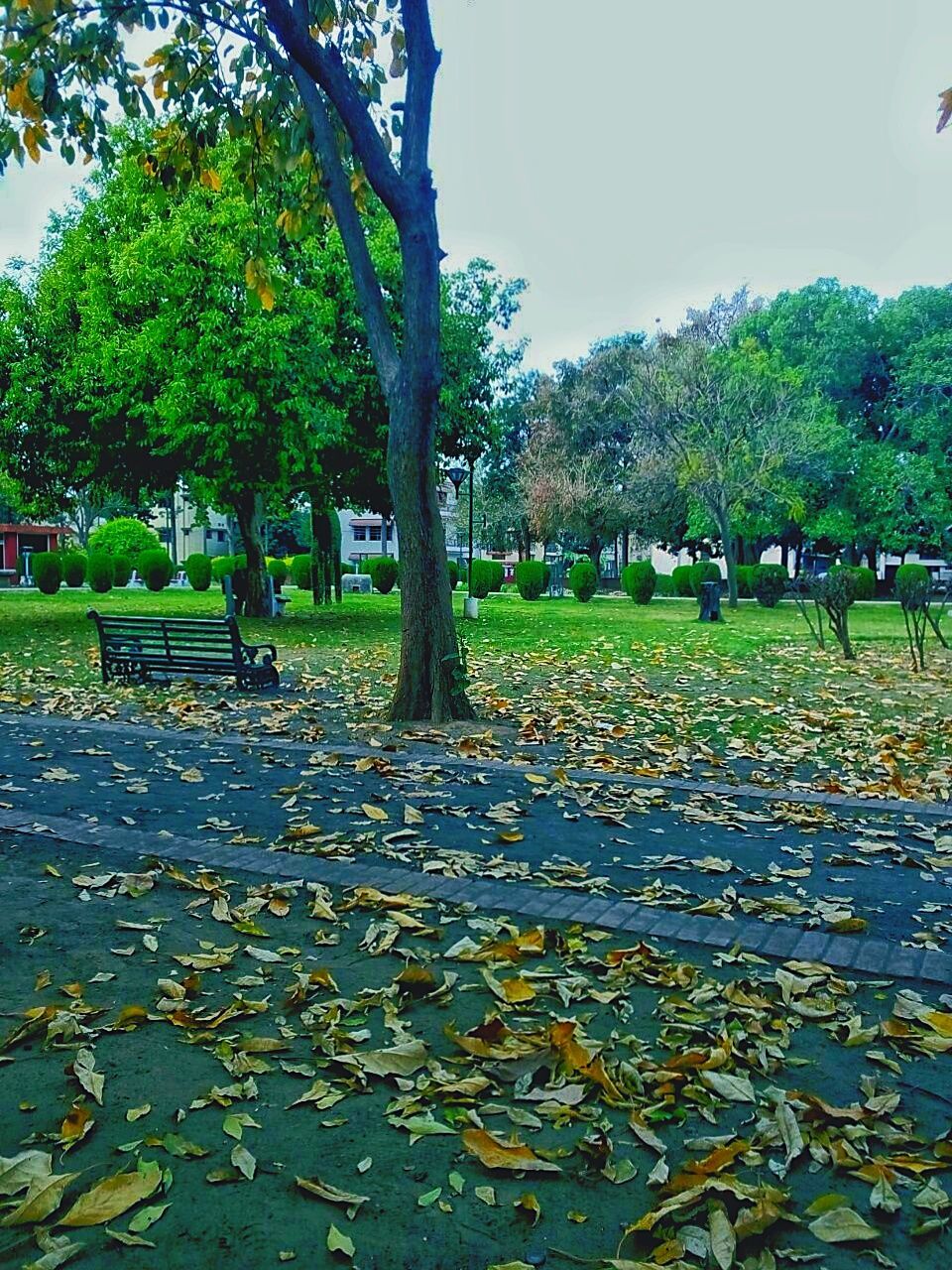 plant, tree, leaf, plant part, park, autumn, nature, park - man made space, green color, day, beauty in nature, change, growth, tranquility, falling, tranquil scene, outdoors, leaves, sky, scenics - nature, no people, park bench