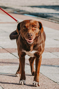 Portrait of dog standing on street