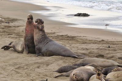 High angle view of sea lion on beach