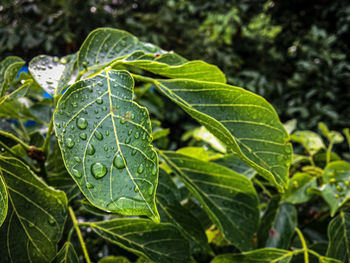 Close-up of raindrops on leaves