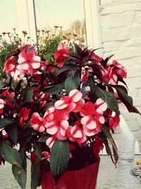 Close-up of pink flowers