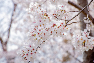 Close-up of cherry blossoms in spring