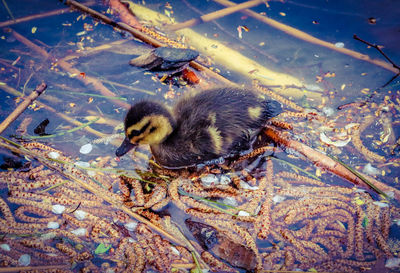 High angle view of bird in water