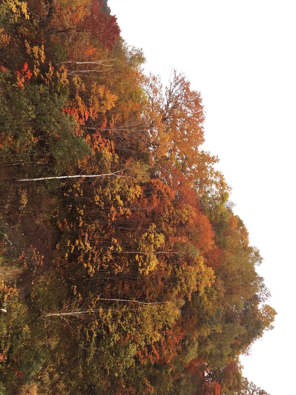 tree, clear sky, growth, autumn, low angle view, nature, change, tranquility, leaf, branch, beauty in nature, day, plant, sky, outdoors, no people, season, tranquil scene, copy space, growing