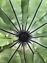 Full frame shot of wet plant