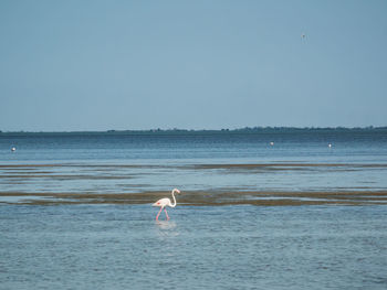 View of bird in sea against clear sky