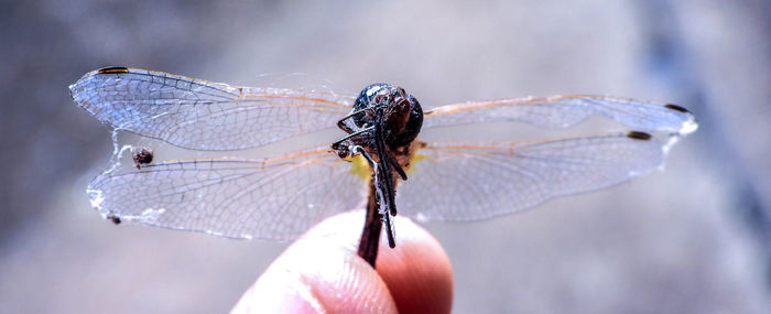 Close-up of butterfly on hand