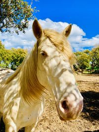 Horse in the field