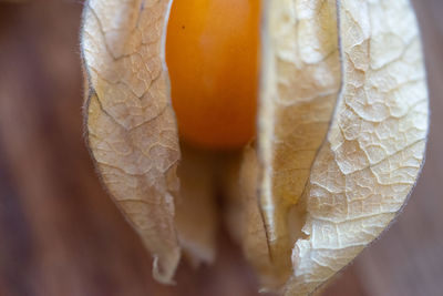 close-up
