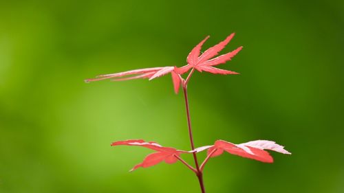 Close-up of red flowering plant
