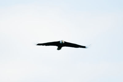 Low angle view of bird flying against clear sky