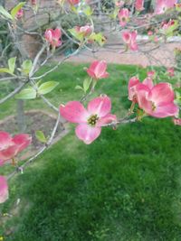 Close-up of pink flowers blooming outdoors