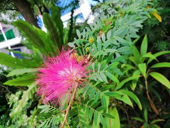 Close-up of pink flowering plant
