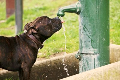 Dog drinking water from faucet