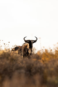 Portrait of deer standing on field against clear sky