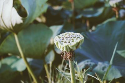 Close-up of lotus water lily