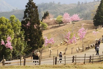 People on field by trees