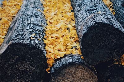 Close-up of tree trunk in forest