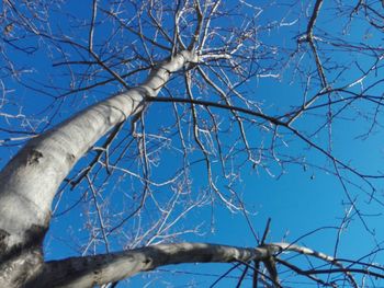 Low angle view of bare tree against blue sky