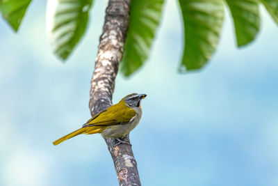 Low angle view of bird perching on branch