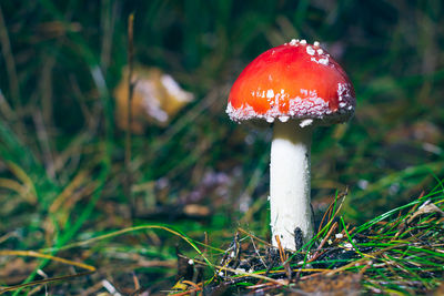 fungus