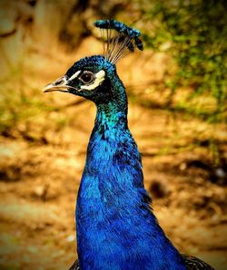 Close-up of a peacock