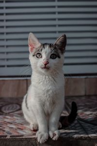 Portrait of cat sitting on floor