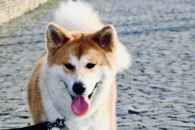 Close-up portrait of a dog