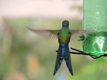 Close-up of bird perching on feeder