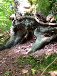 Close-up of tree trunk
