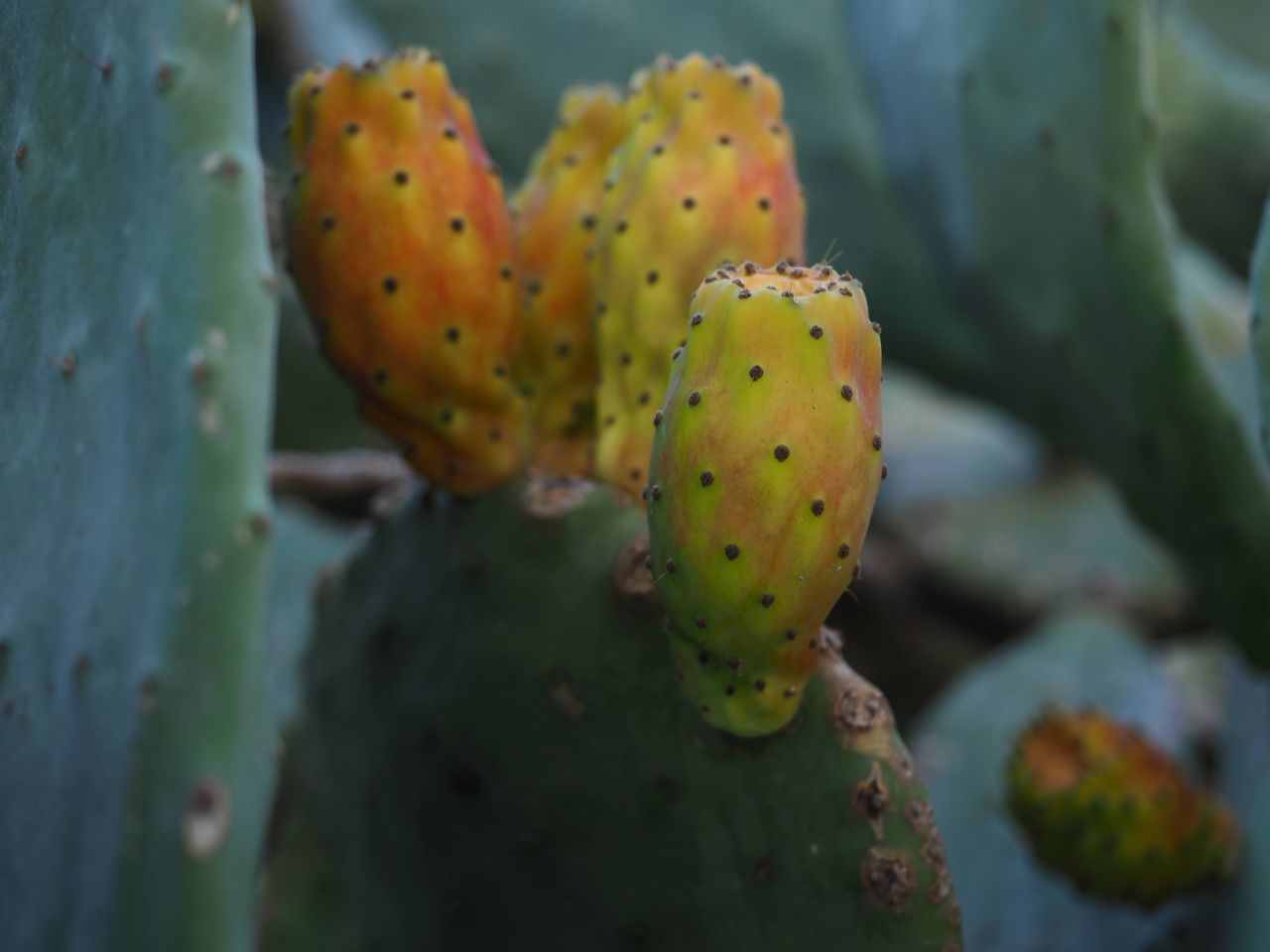 prickly pear cactus, prickly pear, cactus, succulent plant, barbary fig, plant, close-up, nature, macro photography, no people, flower, beauty in nature, growth, thorn, green, yellow, nopal, leaf, outdoors, focus on foreground, produce, spiked, spotted, eastern prickly pear, environment, day, plant stem, water, fruit, animal wildlife, freshness, animal